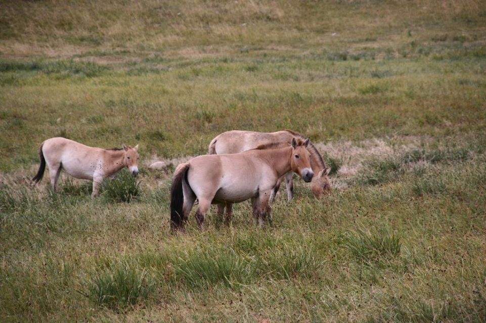 Mongolei,Przewalski
