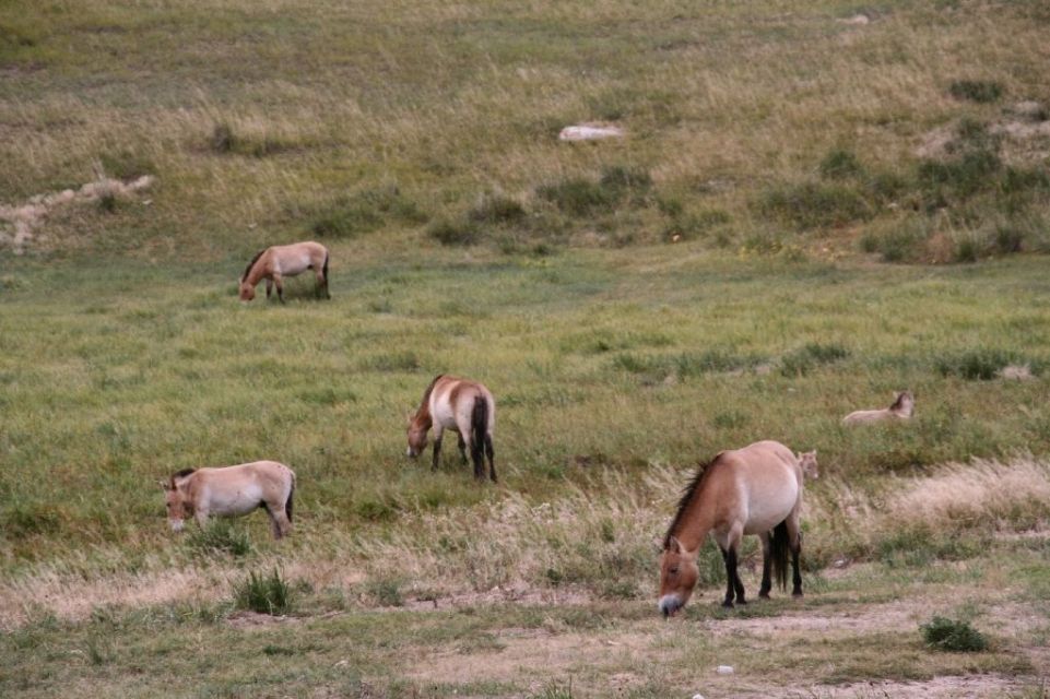 Mongolei,Przewalski