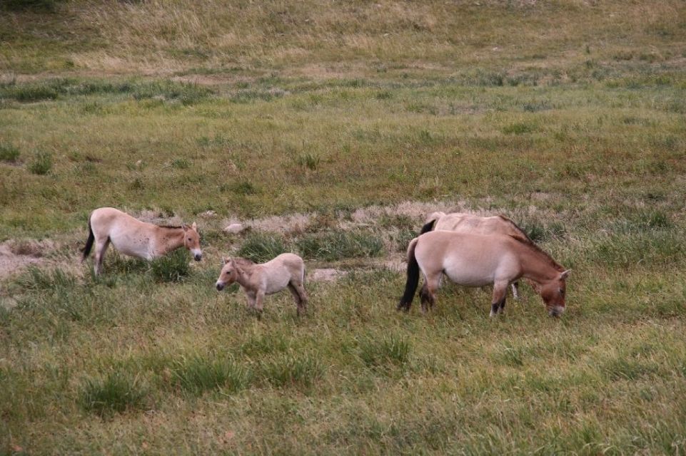 Mongolei,Przewalski