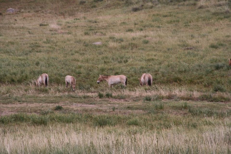 Mongolei,Przewalski