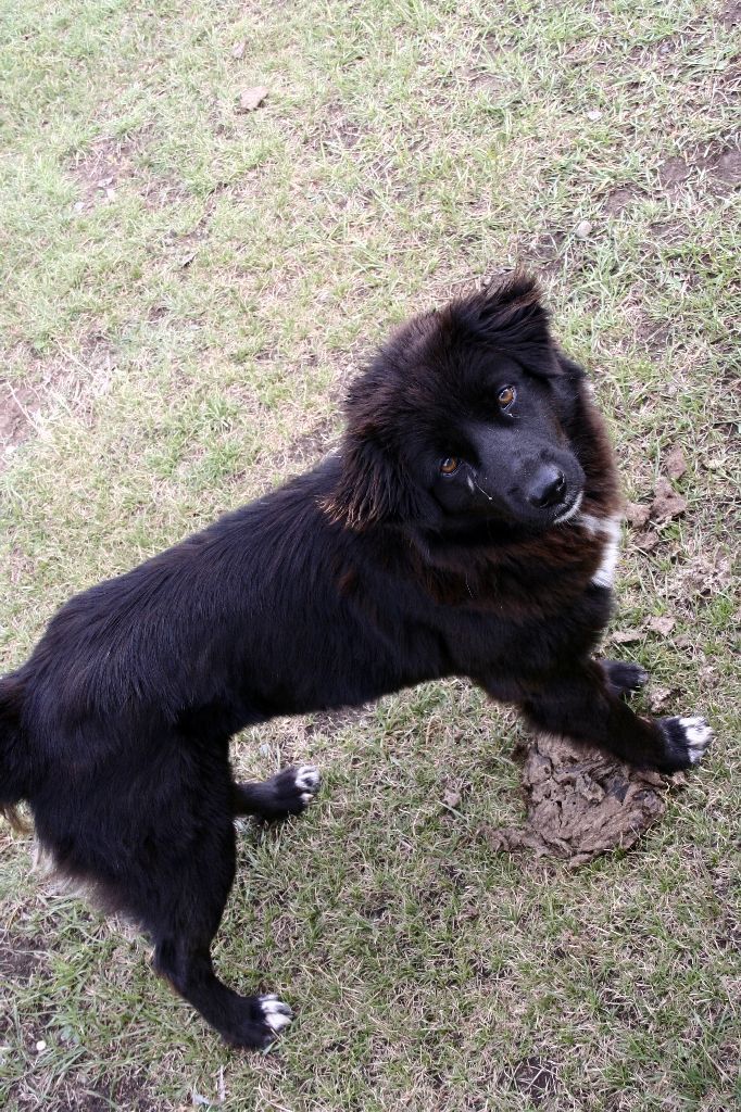 Mongolei,Hund