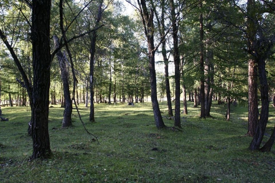 Mongolei,Wald