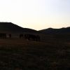 Bild in mongolei
