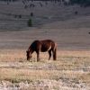 Bild in mongolei