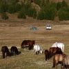 Bild in mongolei