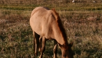 Bild am 2008-09-01