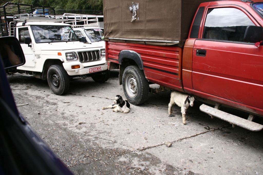 Ziege,Verkehr,Nepal