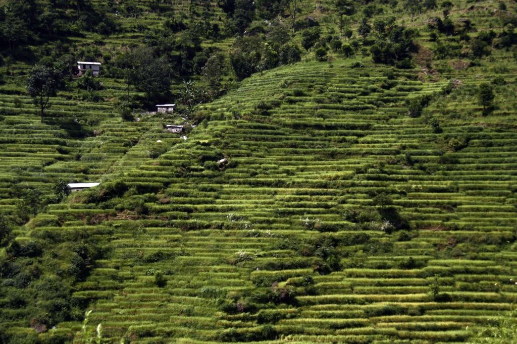 Grün,Nepal,Reisfelder
