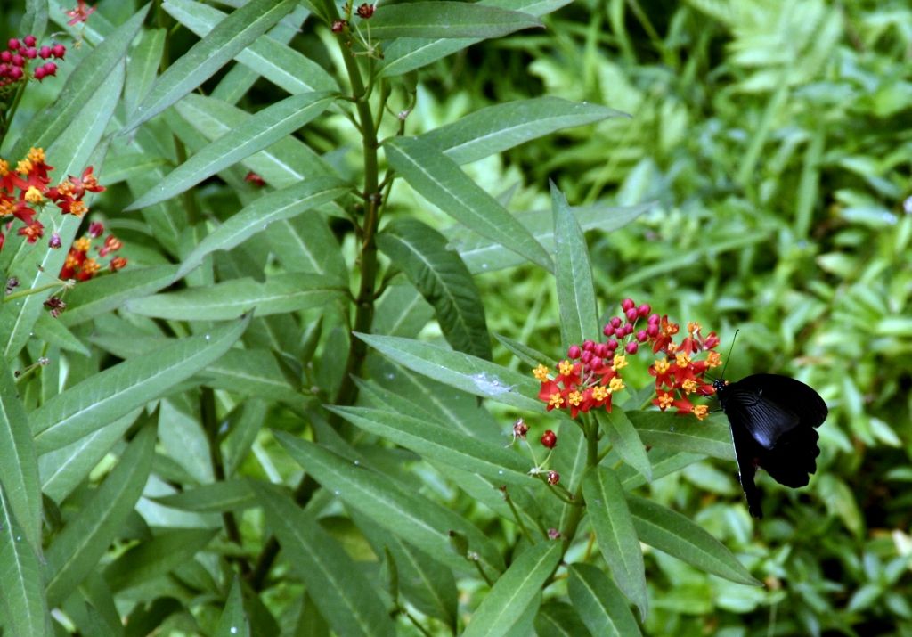 Schmetterling,Grün,Nepal