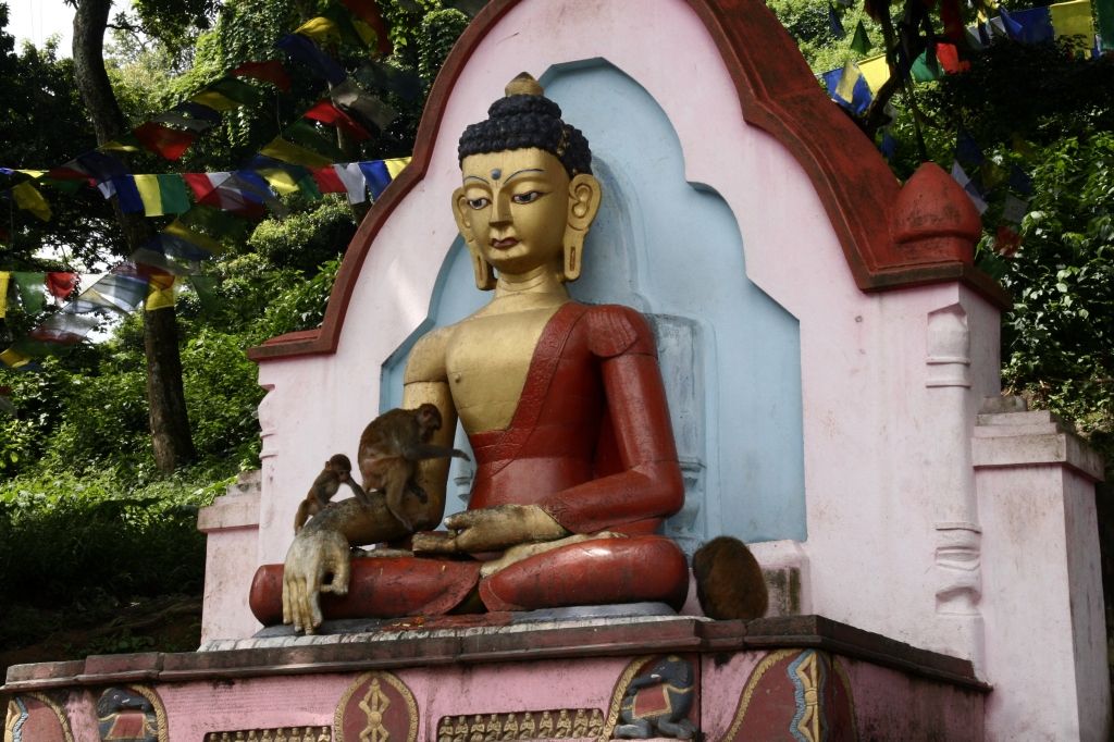 Nepal,Kathmandu,Affen