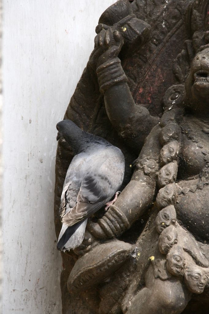 Taube,Nepal,Kathmandu