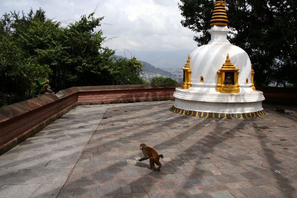 Nepal,Kathmandu,Affen