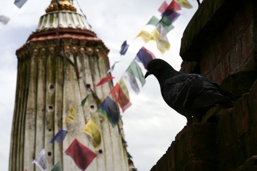 Taube,Nepal,Kathmandu,Gebetsfahnen
