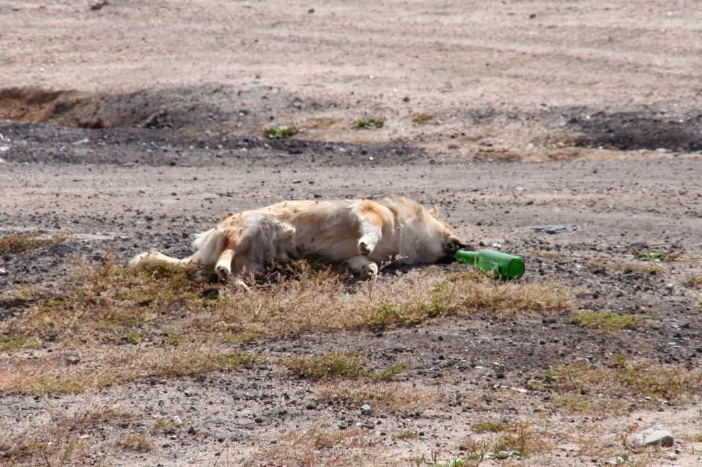 Baikalsee,Hund,Russland