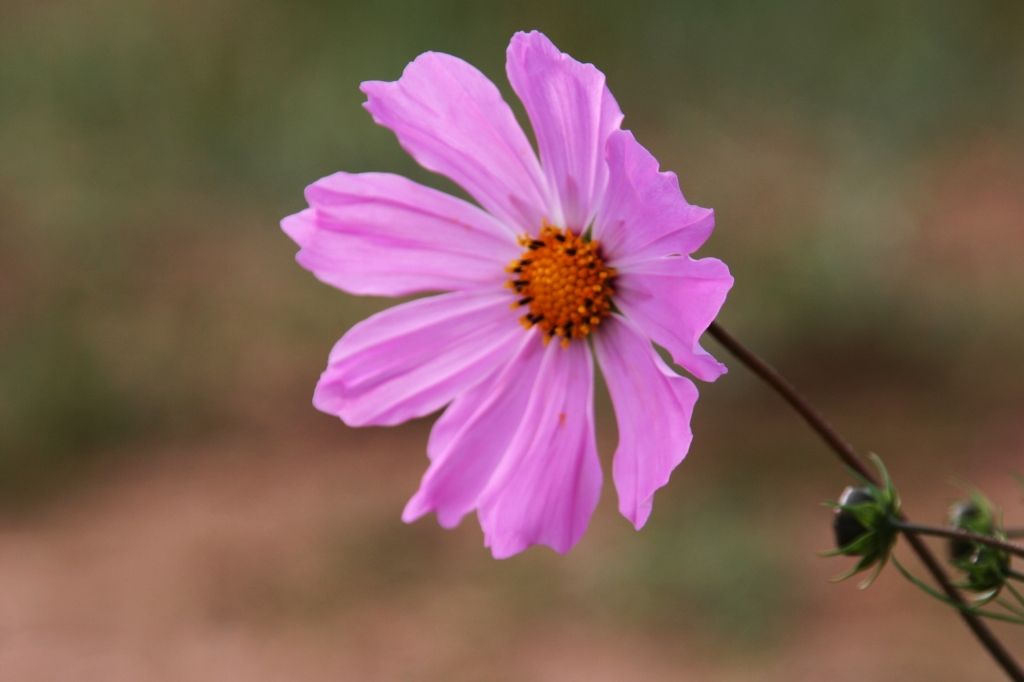 Baikalsee,Russland,Blumen
