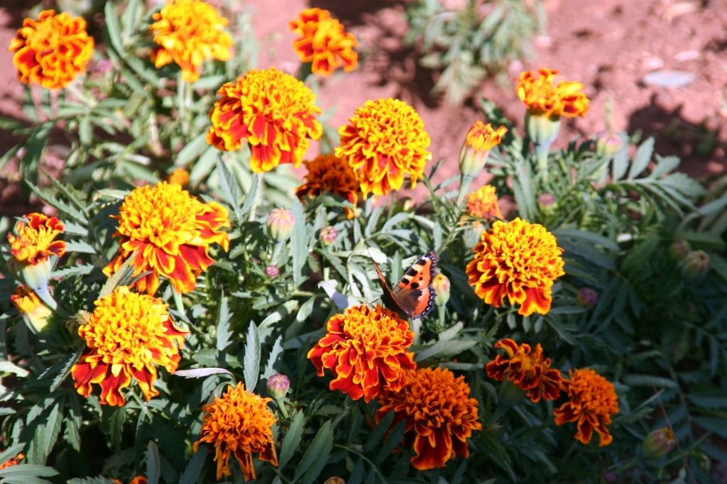 Baikalsee,Russland,Blumen,Schmetterling