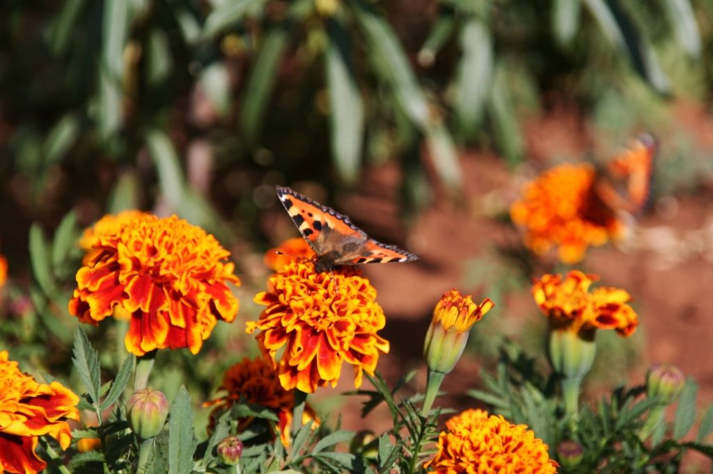 Baikalsee,Russland,Blumen,Schmetterling