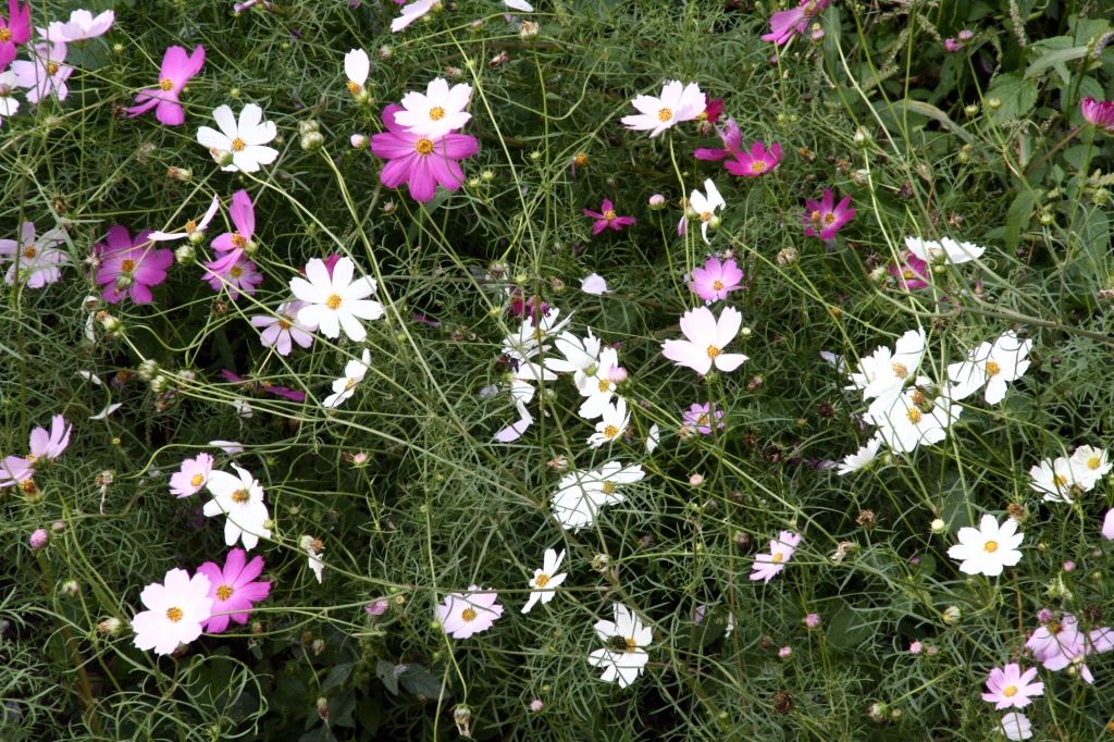 Russland,Irkutsk,Blumen