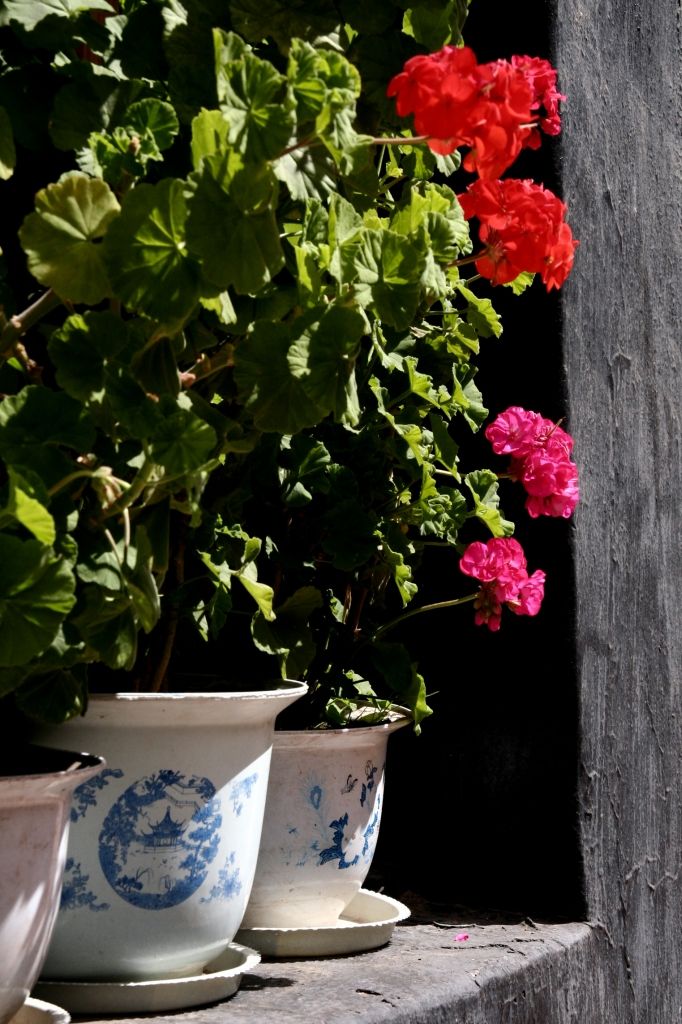 Blumen,Lhasa,Jokhang,Tibet