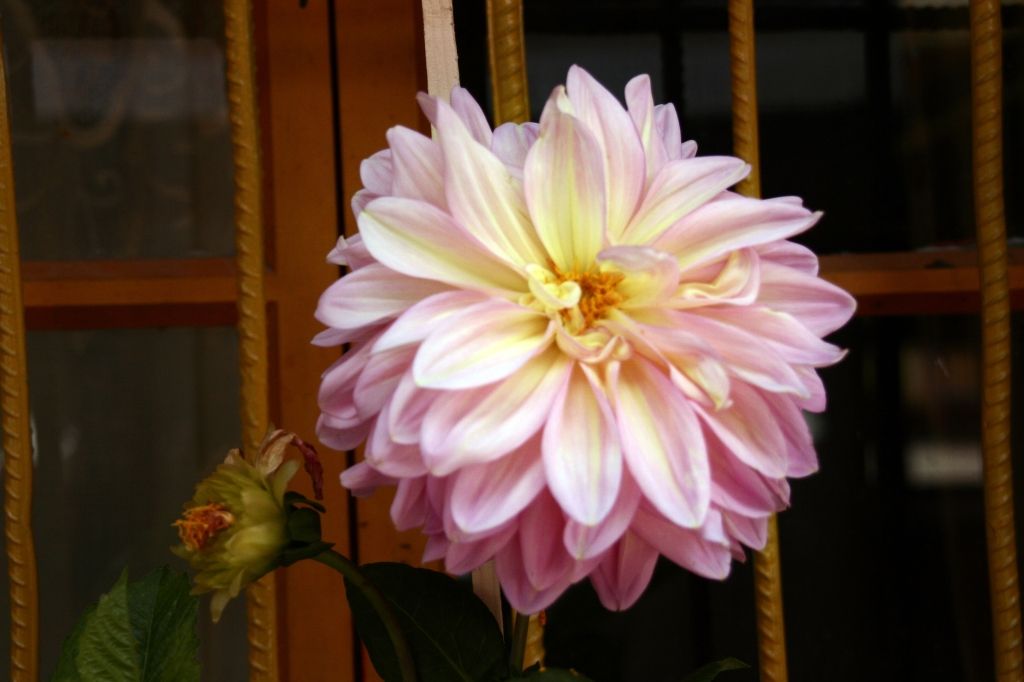 Blumen,Lhasa,Jokhang,Tibet