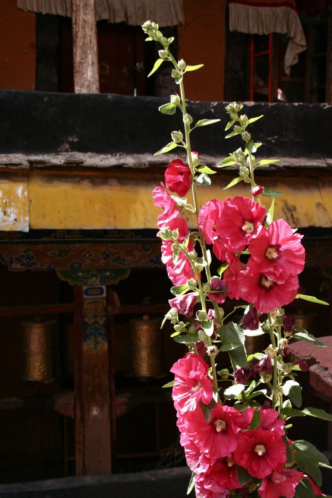 Blumen,Lhasa,Tibet