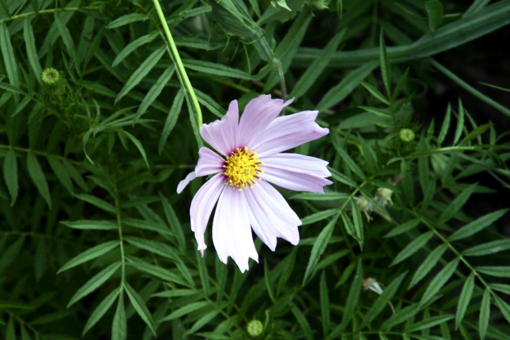 Blumen,Lhasa,Tibet