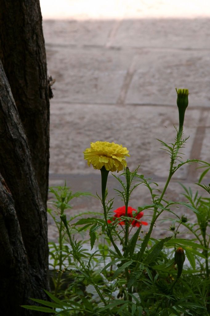 Blumen,Lhasa,Tibet