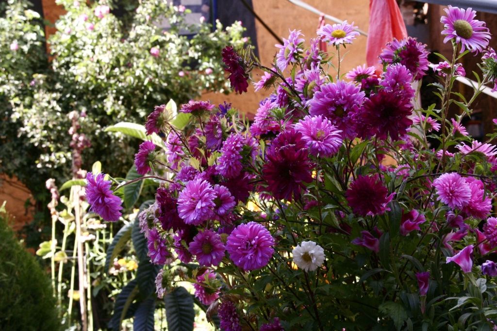 Blumen,Lhasa,Tibet