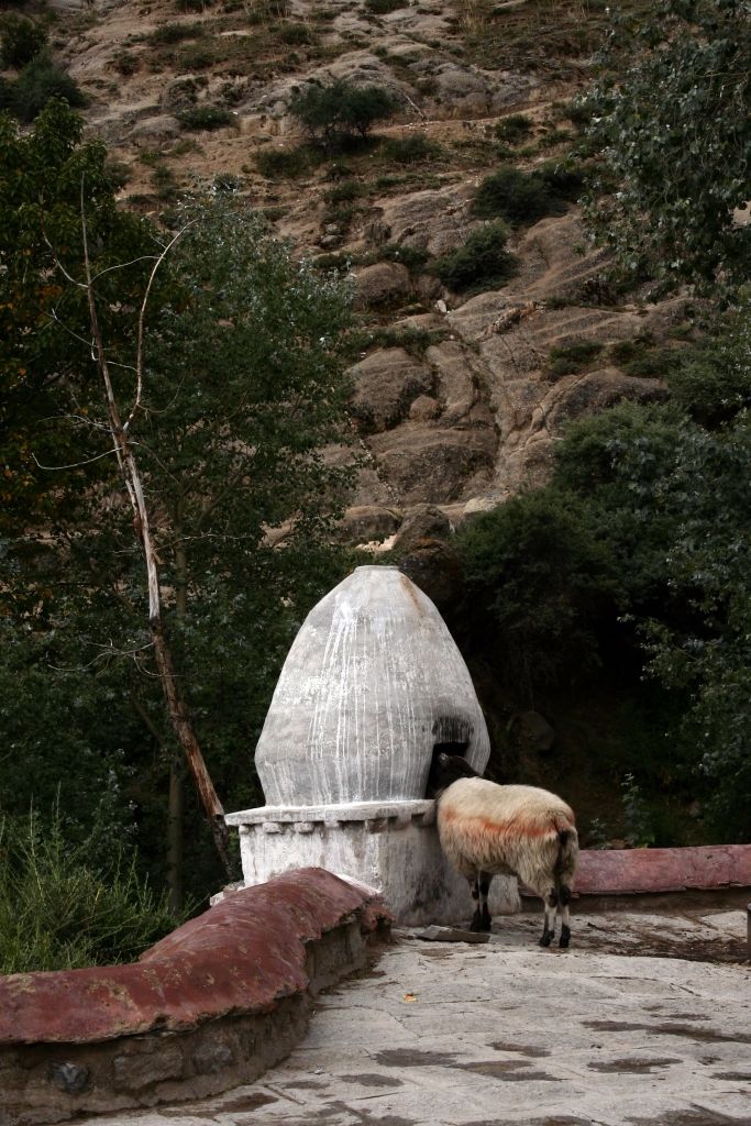 Ziege,Lhasa,Tibet,Drepung