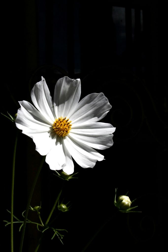 Blumen,Tibet,Yumbulagang