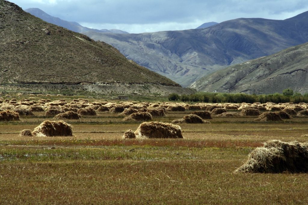 Tibet,Barley