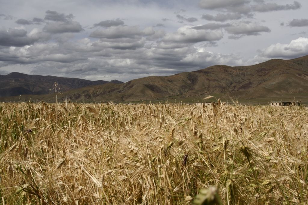 Tibet,Barley