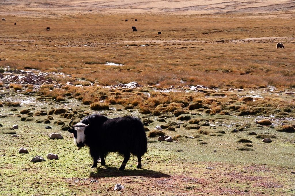 Yak,Tibet