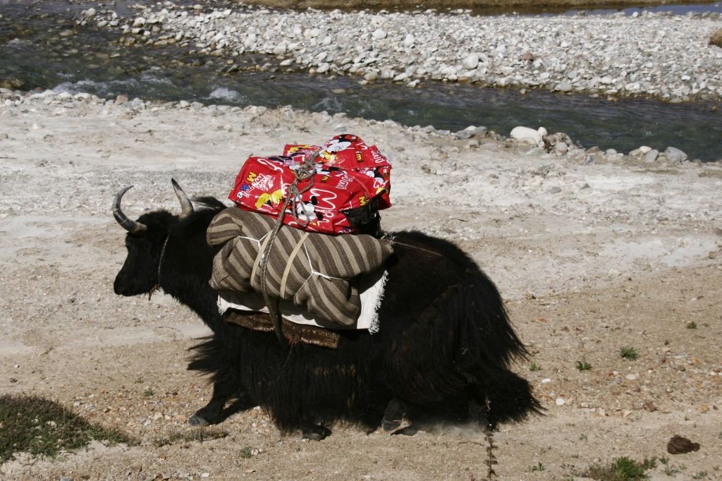 Yak,Tibet