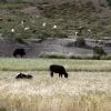 Bild in tibet