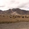 Bild in tibet